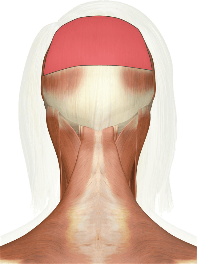Galea Aponeurotica Diagram